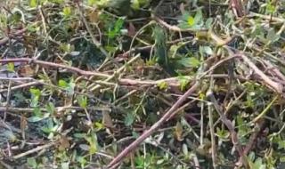 泡白酒的最佳配方 中国药酒配方大全